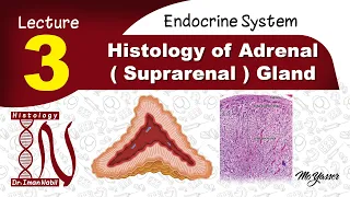 3-Histology of suprarenal gland-Endocrine system