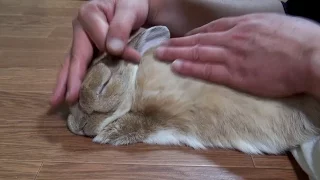 今日も鳴きます!! うさぎのチャップ　(チャップ・ダンダンウー)  The rabbit which cries too much