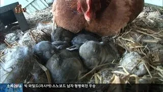 [HIT] 토끼 품은 닭 '꼬꼬의 비밀' @TV동물농장 140223