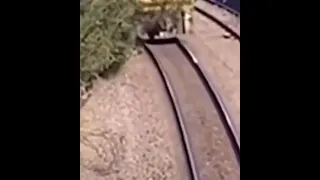 👏😱Saving a Dog from Train!!