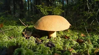 Об отравлении грибами