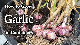 How to Grow Garlic in Containers | Easy Planting Guide