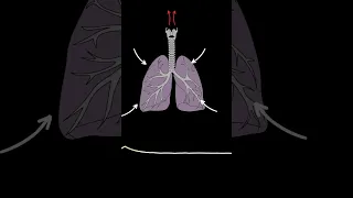 AUSCULTACIÓN PULMONAR: (Estridor) ruidos pulmonares normales y anormales #medicina #shorts