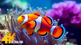 Aquarium 4K VIDEO (ULTRA HD) 🐠 Beautiful Coral Reef Fish - Relaxing Sleep Meditation Music #70