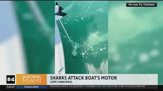 Sharks attack boat motor