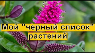 Какие растения я никогда больше не буду выращивать в своем саду