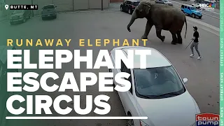 VIDEO: Man tries to stop elephant on the loose in Butte