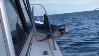 Tiburón salta del agua y cae en yate