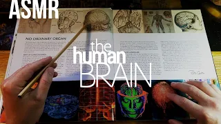 The Human Brain (part 1): A Brief History | ASMR whisper [science, history]