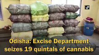 Odisha: Excise Department seizes 19 quintals of cannabis