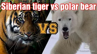 Polar bear vs Siberian tiger who would win in a fight