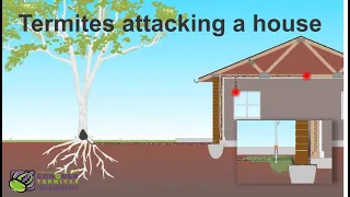 How do Termites get into a house - Brisbane - Australia