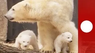 Knuddelige Eisbärbabys machen ersten Auftritt im Münchner Zoo Hellabrunn