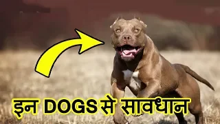 Top 10 MOST Dangerous Dog Breeds in the World (2020) | इन कुत्तों से सावधान