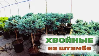 Хвойные на штамбе