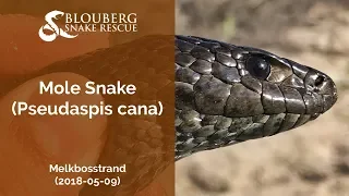 Mole Snake removed from a pool deck in Melkbosstrand (20180509)