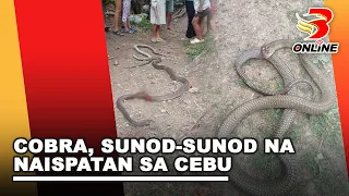 Cobra, sunod sunod na naispatan sa Cebu