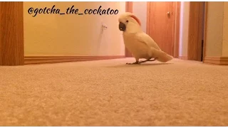 Crazy Cockatoo is running and yelling in the hallway again! 😂