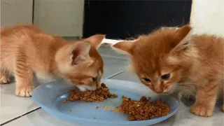 Cute Hungry Kittens Eating Food, So Adorable - Anak Kucing Lucu - Cats Meowing