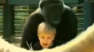 Toddler Plays With Gorilla: Caught on Tape | Good Morning America | ABC News