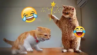 ❤️😻 Funniest Cats and Dogs 😹🤣 Funny Animal Videos 2024 #17
