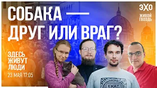 Как городам избавиться от бродячих животных? Проблемы России и зарубежные решения. Здесь живут люди