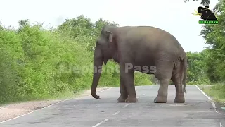 A severe elephant attack on a bus  People fall down in fear     2