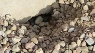 Something Is Digging Under My Garage Slab