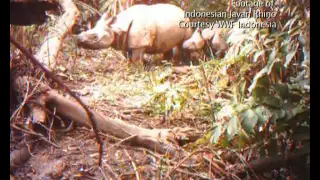 Vietnamese Javan Rhino - Road to Extinction