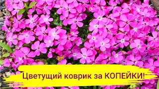 КРАСИВОЦВЕТУЩИЙ КОВРИК ЗА КОПЕЙКИ! Затмит цветением и избавит от сорняков!