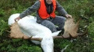 Hunters In Canada Kill Holy Albino Moose