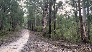 Lyrebird singing