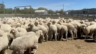 Johnstone Wether Lambs