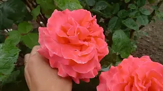 Долгожданное цветение роз в саду 29 мая 2023 г.🌸🌹🌼