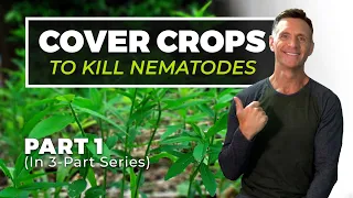 How to Kill Nematodes With COVER CROPS (Pt.1 of 3)