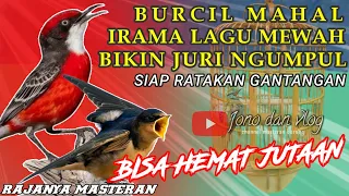 BURCIL MAHAL!! IRAMA LAGU MEWAH - SUARA BURUNG Kecil UNTUK MASTERAN BURUNG FIGHTER - JURI NGUMPUL