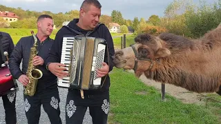 Wielbłąd gryzie,dobrze że nie w jajka ,nie lubi Magika z Akordeonem 🤣🤣🪗