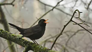 Solo blackbird call | Bird Sounds 🎤🦆
