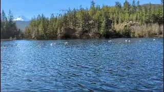 Swan Lake Canada