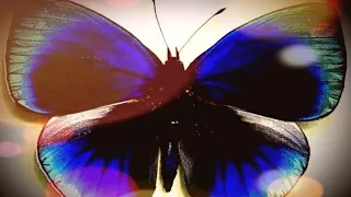 Butterfly Bleu by Iron Butterfly