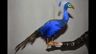 Павлин. живой или искусственный? Peacock. live or artificial?