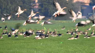 Bird control laser repels geese