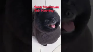 Black Pomeranian Haircut#shorts #shortsvideo #viral