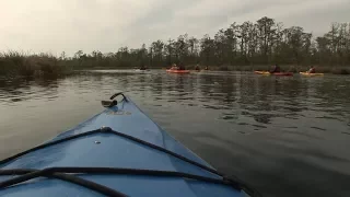 Kayaking the Alligator River