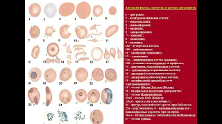 2 урок патофизиология красной крови