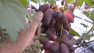 Сорт винограда "Ася" - сезон 2019 # Grape sort "Asya"