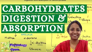 How are carbohydrates broken down and absorbed  | Digestion  absorption| Gastrointestinal physiology