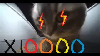 4k Chipi chipi chapa chapa cat, but it gets faster every time (10000x speed)