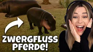 Süßigkeit pur. Wir haben Zwergflusspferde! - Planet Zoo Muckelzoo  (Stream vom 30.9.22)