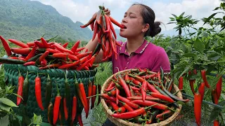 Harvesting Chili Garden Goes To The Market Sell - Lý Thị Ca